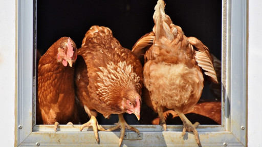 Élever ses poules à Montréal : constats et recommandations