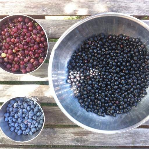 Contamination par le plomb et les HAP des fruits cultivés en zone urbaine : quels risques ?