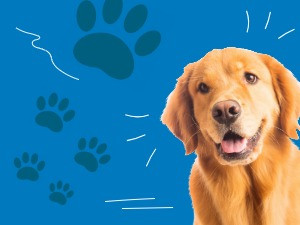Promenade canine aux bibliothèques