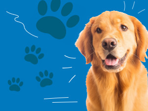 Promenade canine aux bibliothèques