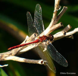 Entomologiste d’un jour