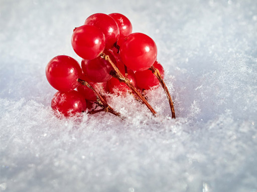 Les petits fruits nordiques: des trésors à redécouvrir!