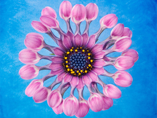 Sciences et contes – Raconte-moi les fleurs
