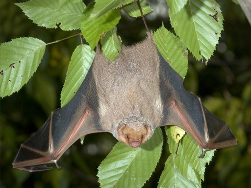 Balade - À la recherche des chauves-souris!