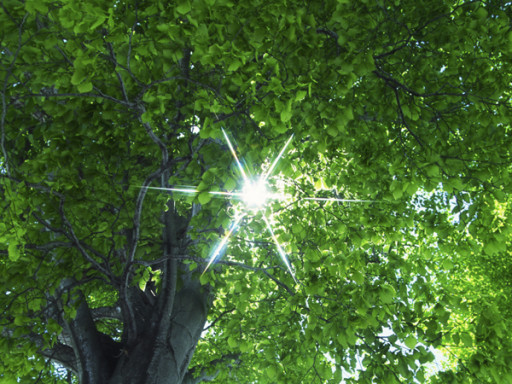 Balade -  Ces arbres qui nous font du bien