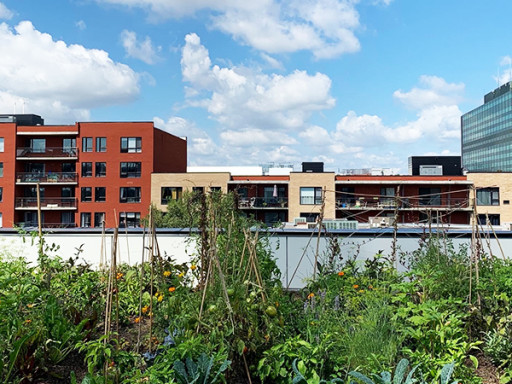 Balade - Agriculture urbaine… et humaine!